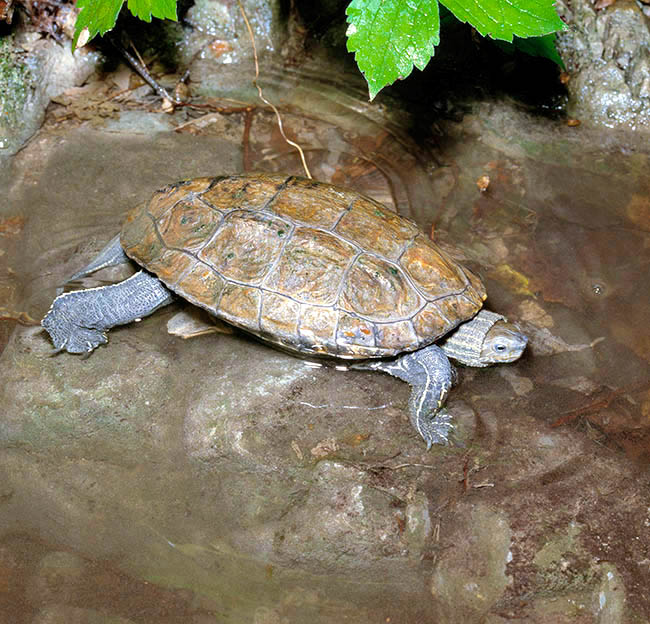 Mauremys caspica, Geoemydidae, Caspian Turtle