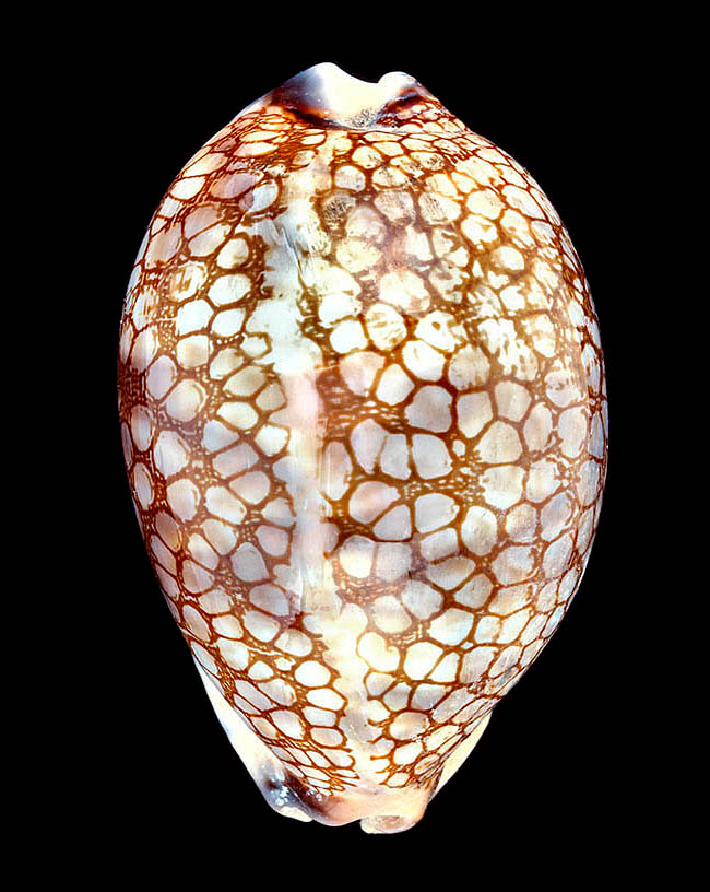 Mauritia histrio, Cypraeidae