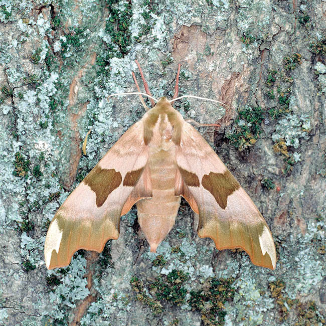 Mimas tiliae, sphinx du tilleul, Sphingidae