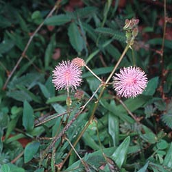 a mimosa pudica féreghajtó aktivitása)