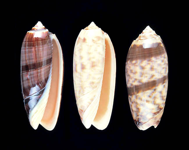 Miniaceoliva miniacea, Olividae