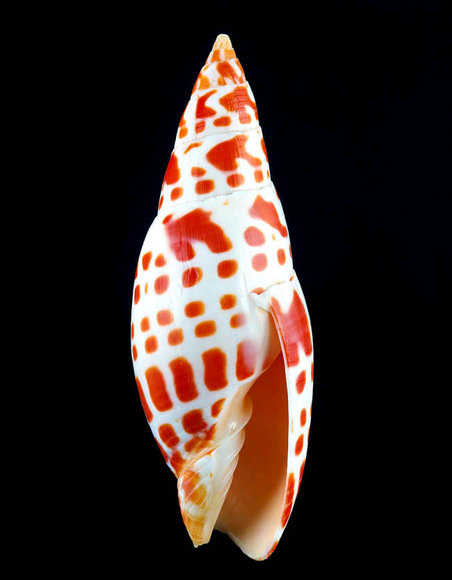 Mitra mitra, Mitridae