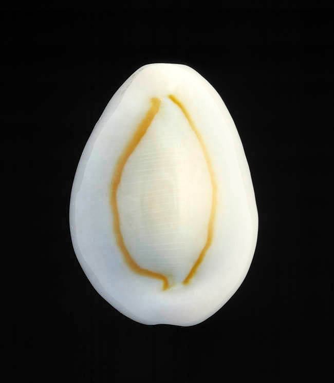 Monetaria annulus, Cypraeidae Monetaria annulus, Cypraeidae
