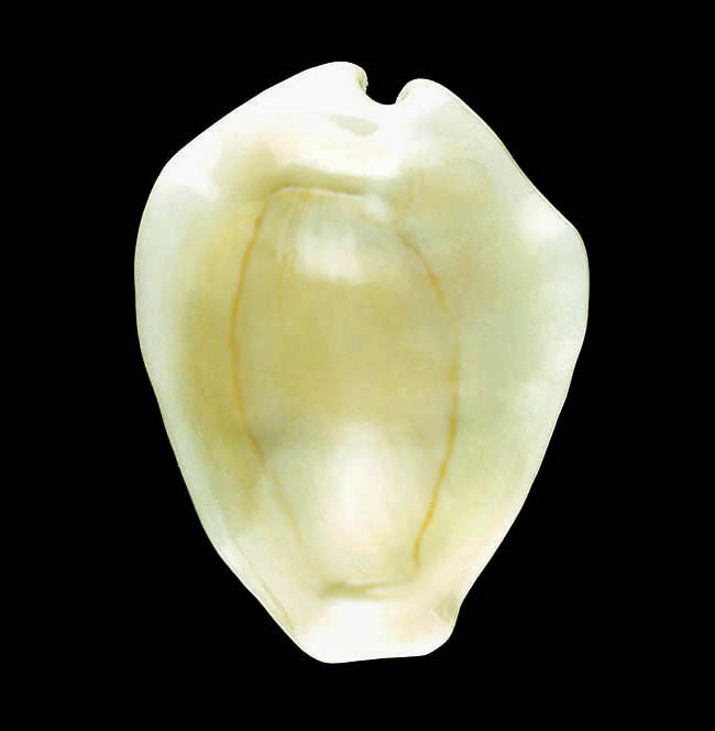 Monetaria moneta, Cypraeidae Monetaria moneta, Cypraeidae