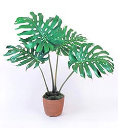 Monstera Deliciosa Monaco Nature Encyclopedia