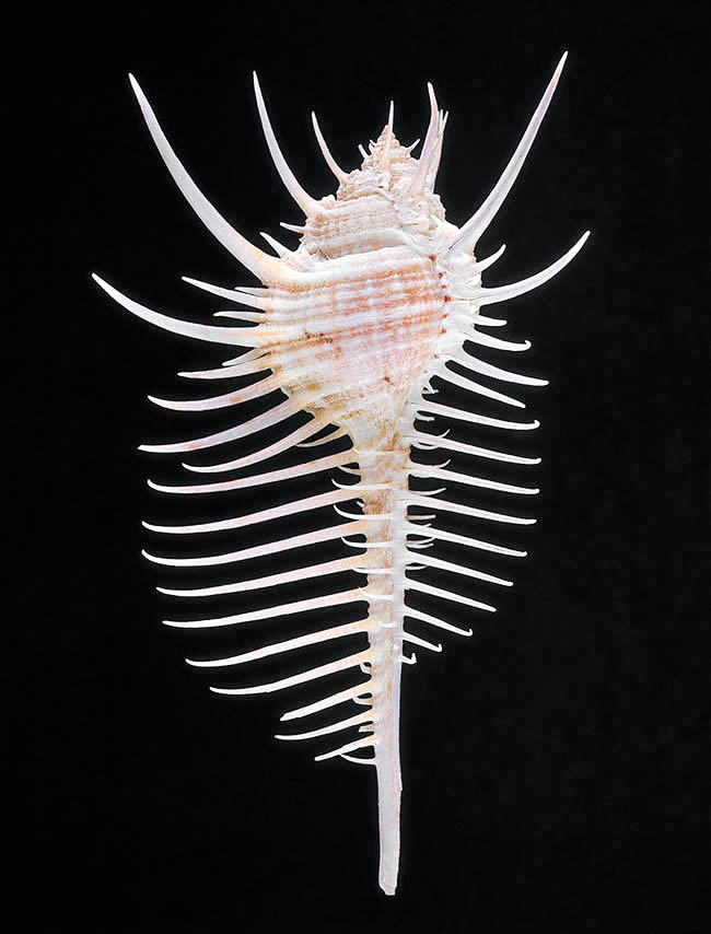 Murex pecten, Muricidae