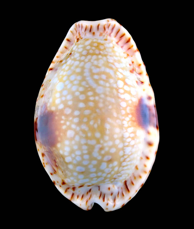 Naria nebrites , Erosaria nebrites, Cypraeidae