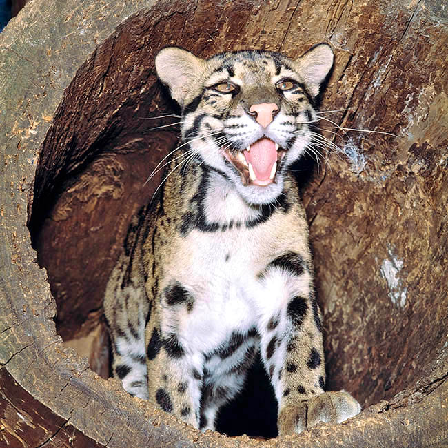 Neofelis nebulosa, Felidae, Indochinese clouded leopard