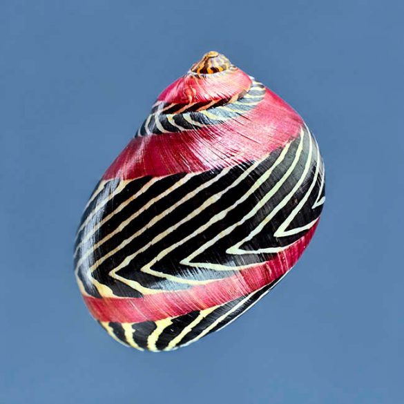 Neritina communis Monaco Nature Encyclopedia