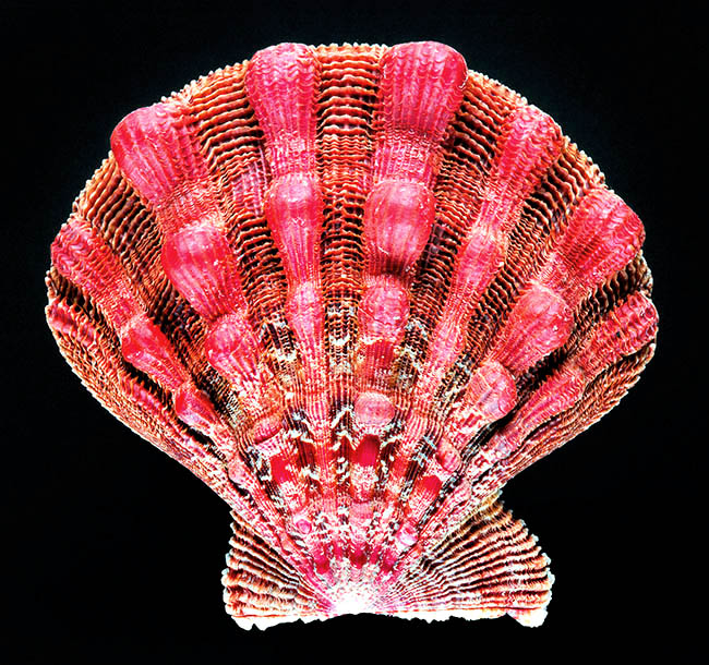 Nodipecten nodosus, Pectinidae