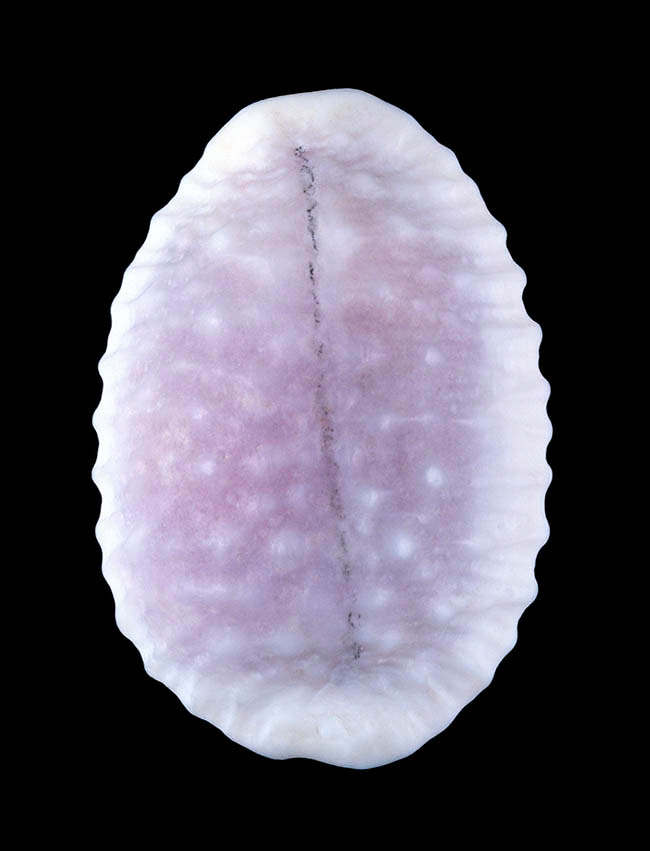 Nucleolaria granulata, Cypraeidae, Cypraea cassiaui, Cypraea granulata, Staphylea granulata cassiaui