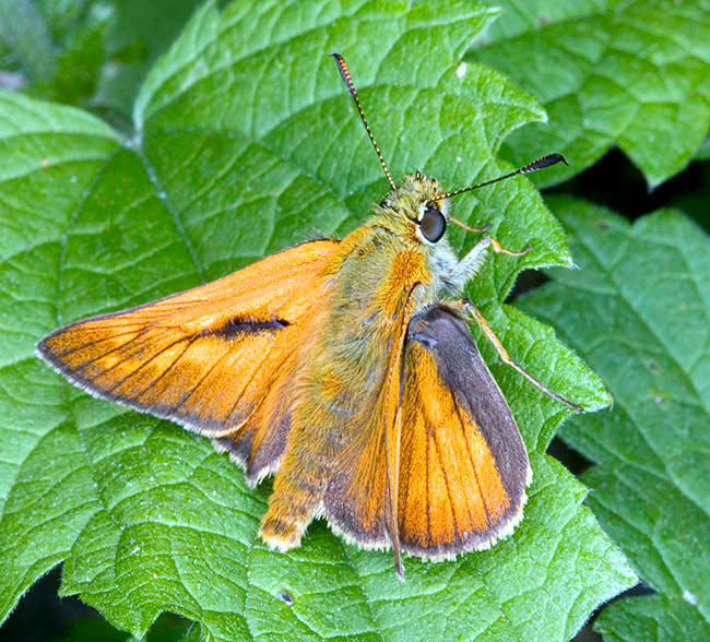 Ochlodes sylvanus, Hesperiidae