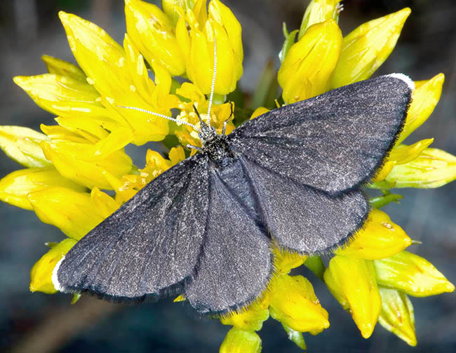 Odezia atrata, Geometridae