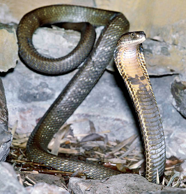 Ophiophagus hannah, Elapidae