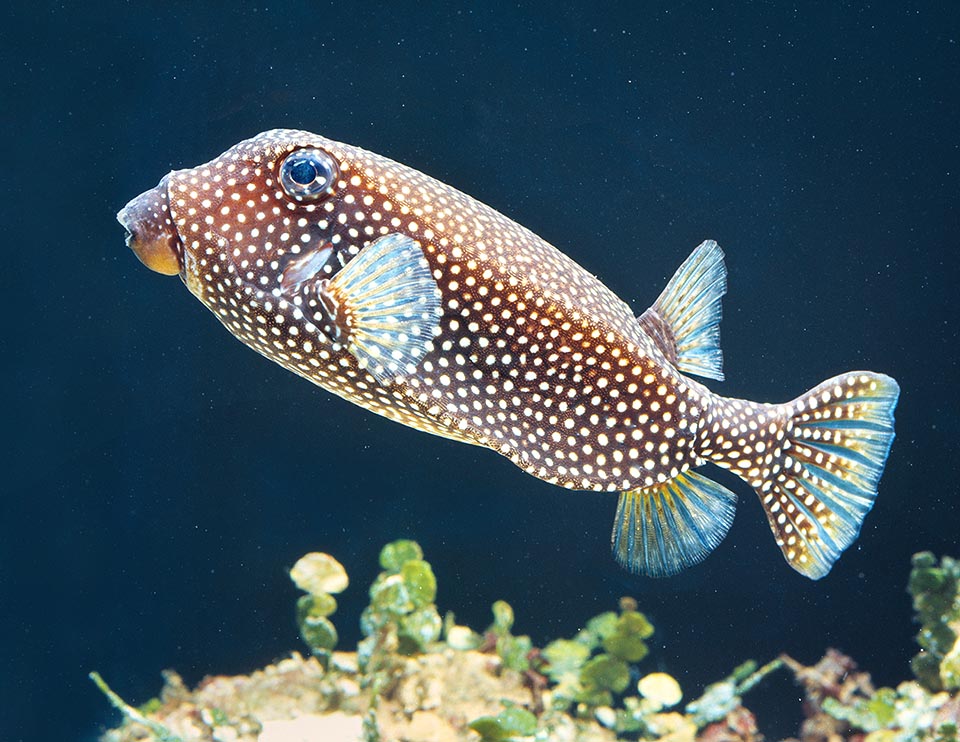 Ostracion meleagris. Leur peau est imprégnée d'un venin puissant, la tétrodotoxine.