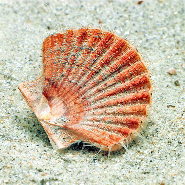 Pecten jacobaeus, Pectinidae, Mediterranean scallop 