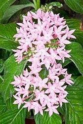 Pentas Lanceolata Egyptian Annual Or Perennial White Star Pure In & Out 10 Seeds