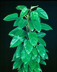 Philodendron 'Emerald Queen' - Monaco Nature Encyclopedia Philodendron 'Emerald Queen' - Monaco Nature Encyclopedia