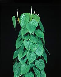 philodendron colombia sp Philodendron 'Colombia' | Easy Care Trailing Plant main image 1