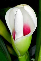majesty philodendron Philodendron Majesty  Rare Dark Hybrid Climbing Philodendron