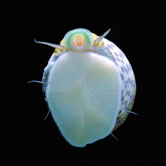 Phorcus turbinatus, Monodonta turbinata, Trochidae