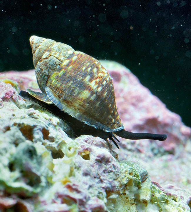 Pisania striata, Pisania maculosa, Pisaniidae