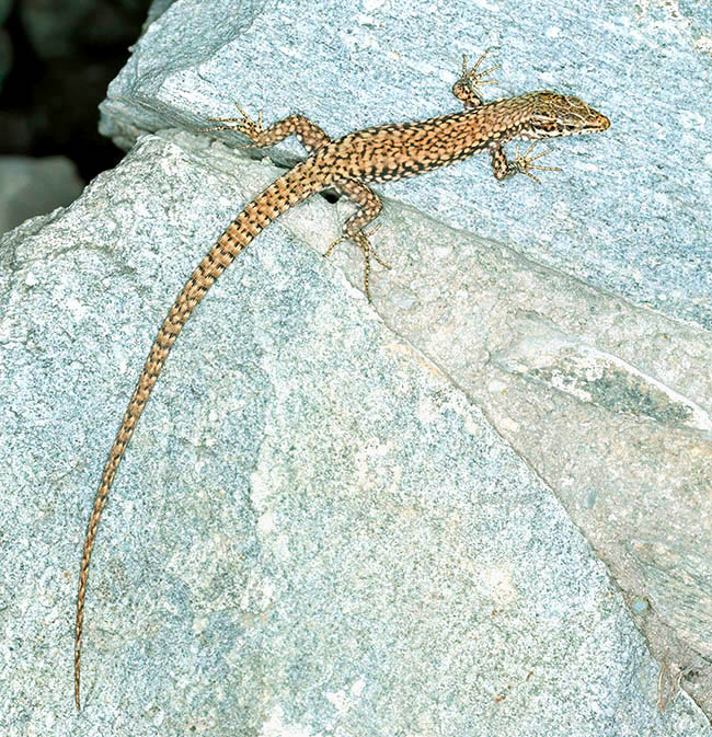 Podarcis muralis, Lacertidae, lucertola muraiola