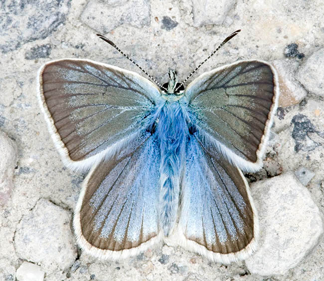 Polyommatus damon, Lycaenidae