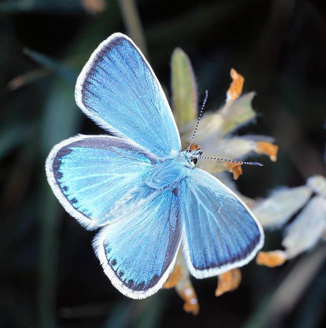 Polyommatus eros, Azuré d'Eros, zuré de l'oxytropide, Lycaenidae