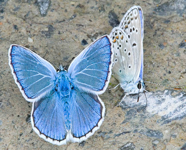 Polyommatus escheri, Lycaenidae, Escher's blue 