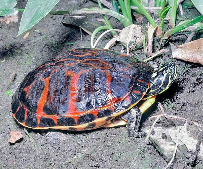 Pseudemys nelsoni, Chrysemys nelsoni, Emydidae