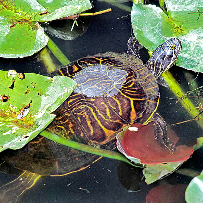 Pseudemys peninsularis, Chrysemys floridana peninsularis, Emydidae