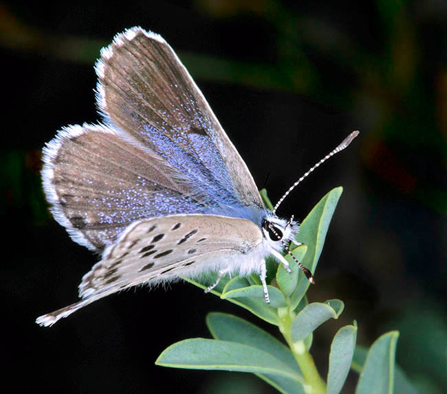 Pseudophilotes baton, Lycaenidae