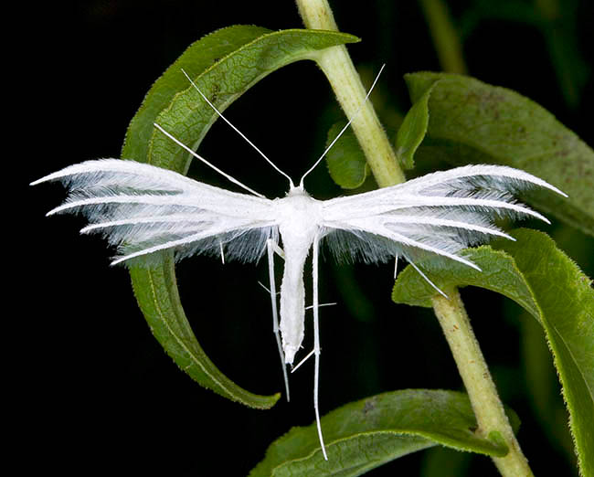 Pterophorus pentadactyla, Pterophoridae Pterophorus pentadactyla, Pterophoridae