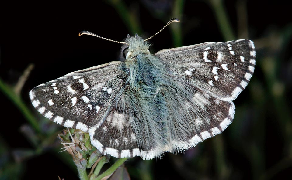 Ha un’apertura alare di 26-28 mm, ama i prati aridi, le radure e gli incolti erbosi fra i 500-1700 m di quota. Gli adulti sono molto attratti dai fiori di Thymus ed Achillea © Giuseppe Mazza