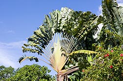 Ravenala madagascariensis, Strelitziaceae