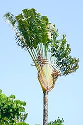 Ravenala madagascariensis, Strelitziaceae