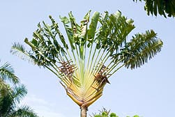 Ravenala madagascariensis, Strelitziaceae