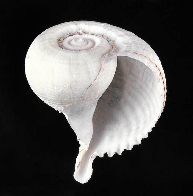 Rapa rapa, Muricidae Rapa rapa, Muricidae