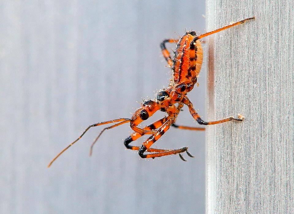 Neanid in a later growth stage. With the moult it has lost the plug and is getting the typical red colouring 