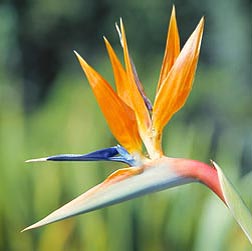 Strelitzia reginae, Strelitziaceae