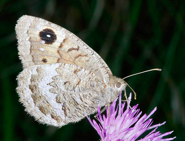 Satyrus actaea, Petite coronide, Nymphalidae