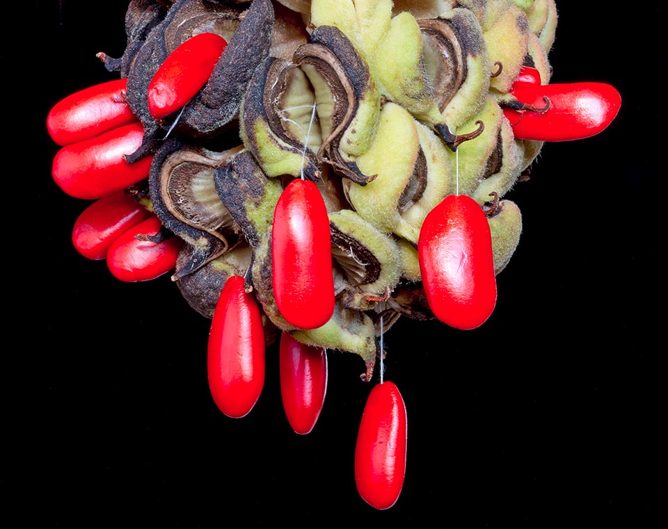 Magnolia grandiflora seeds