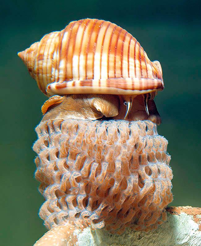 Semicassis granulata