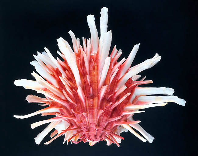 Spondylus princeps, Spondylidae