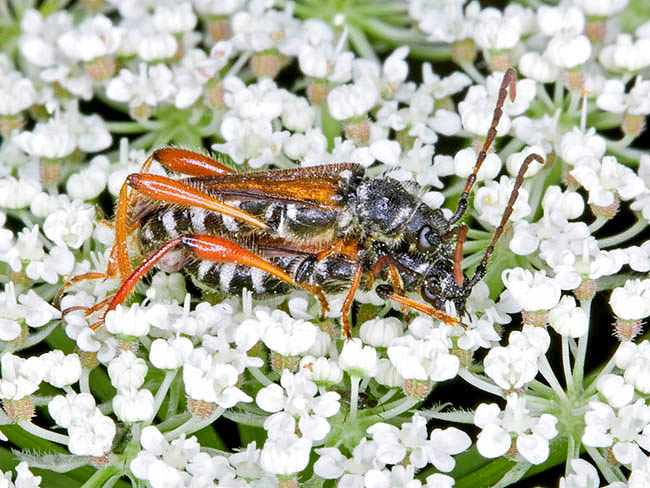 Stenopterus rufus, Cerambycidae