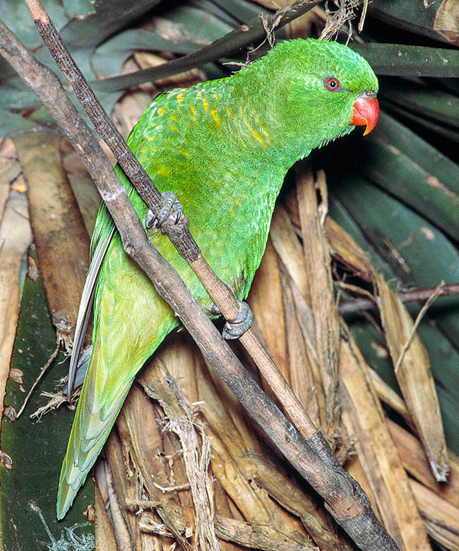 Trichoglossus chlorolepidotus, loriquet vert, Psittacidae