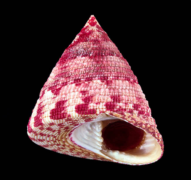 Trochus maculatus, Trochidae