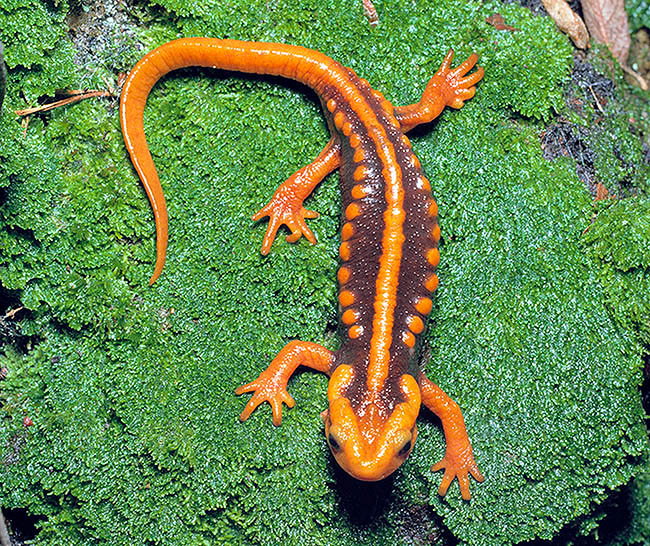 Tylototriton verrucosus, Salamandridae