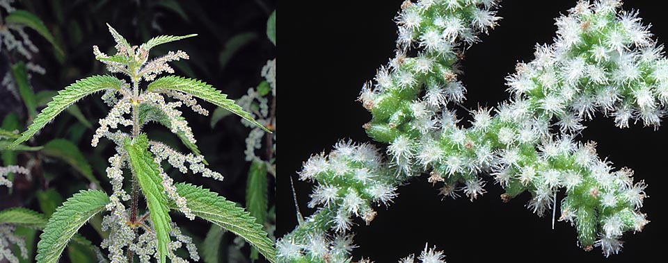 Urtica dioica, Urticaceae, common nettle